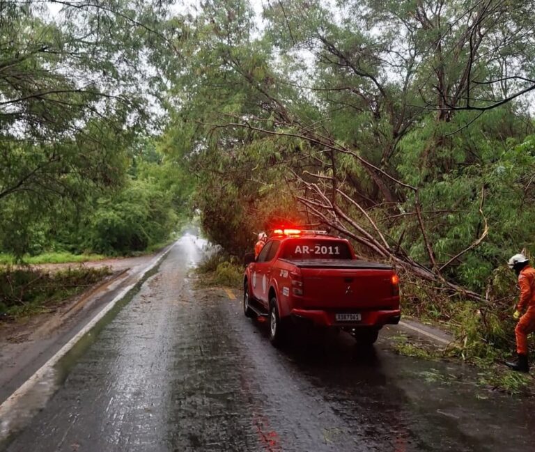 Bombeiros retiram árvore caída e restabelecem tráfego na zona rural de Bom Jesus da Lapa