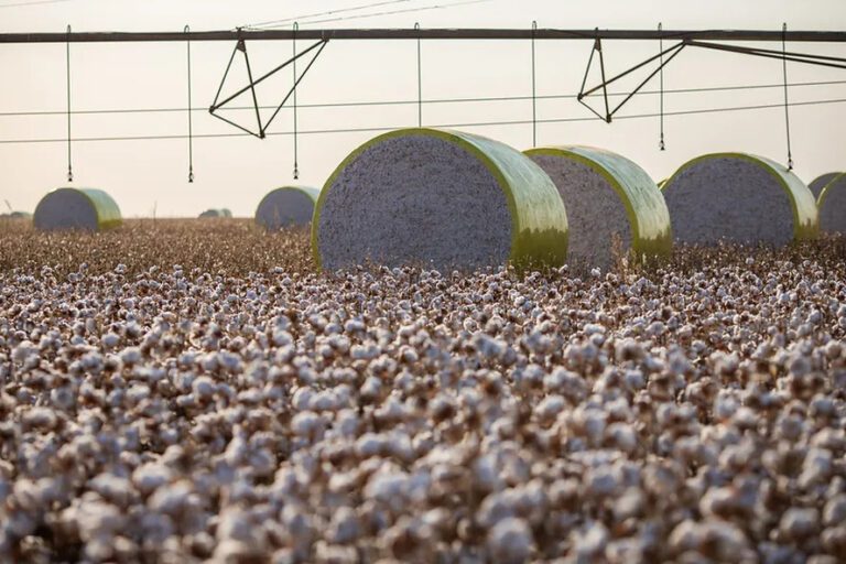 Irrigação impulsiona safra recorde de algodão no Oeste da Bahia