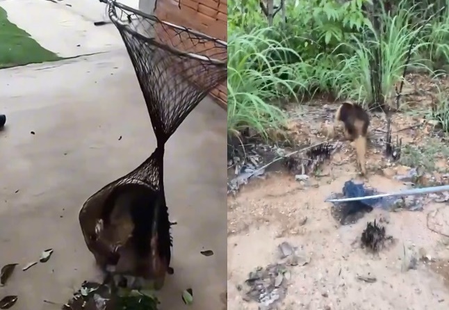 Bombeiros resgatam tamanduá-mirim em Barreiras, no Oeste da Bahia