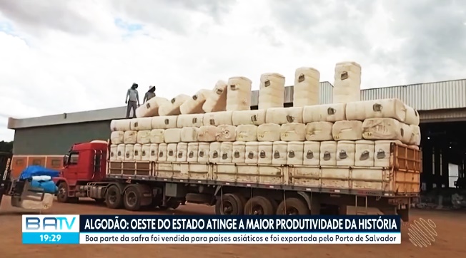 Produção de algodão do Oeste Baiano atinge recorde histórico e impulsiona exportação para países asiáticos