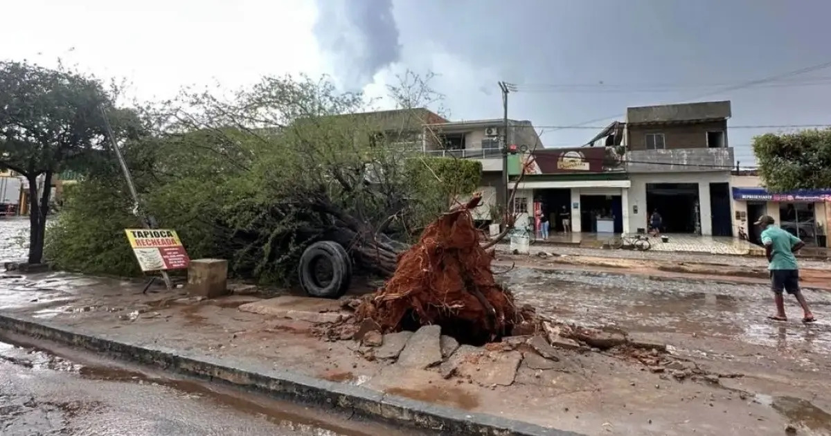 Árvore derrubada por ventania após chuva forte no distrito de Javi, em Muquém do São Francisco, no Oeste da Bahia.