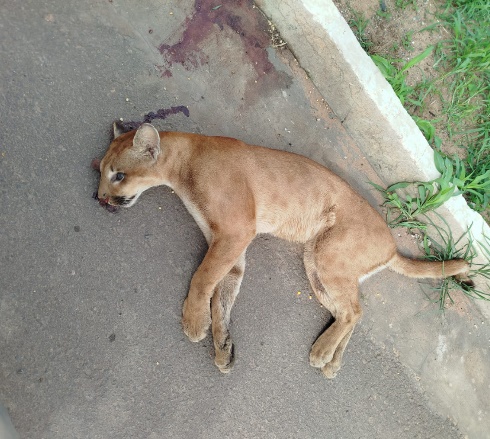 Onça-parda é encontrada morta às margens da BR-020 em Luís Eduardo Magalhães