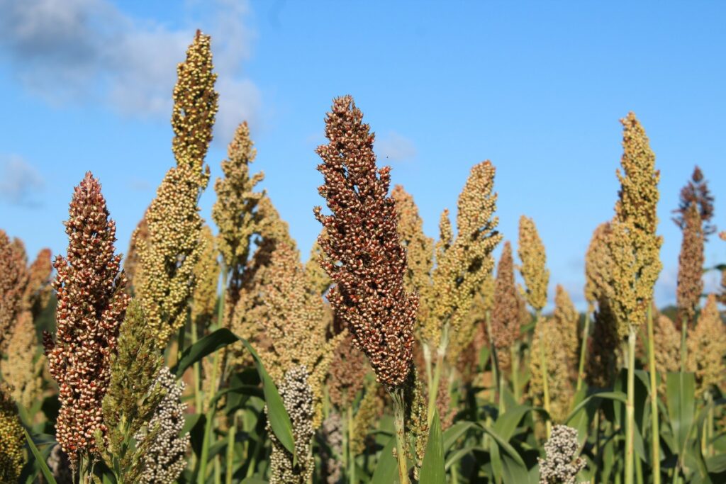 Produção de sorgo cresce no Oeste da Bahia e se consolida como pilar da safrinha