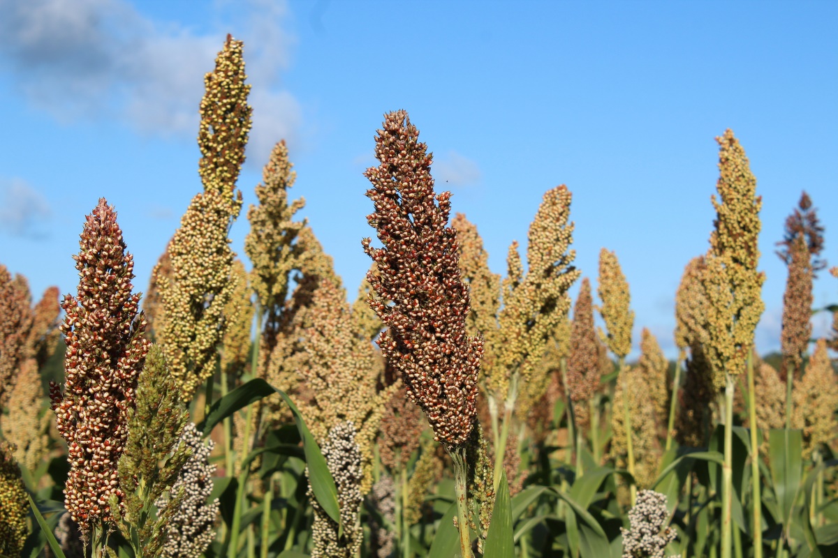 Produção de sorgo cresce no Oeste da Bahia e se consolida como pilar da safrinha