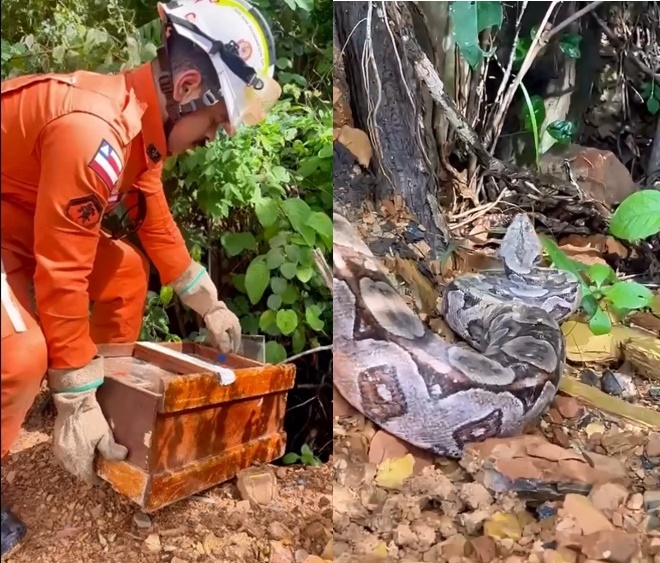 Bombeiros do 17º BBM realizam a captura de uma jiboia de aproximadamente dois metros em avenida de Barreiras, no oeste da Bahia.