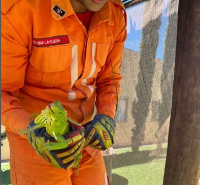 Bombeiros militares do 17º BBM realizando o resgate de uma iguana em área urbana de Luís Eduardo Magalhães, no oeste da Bahia.