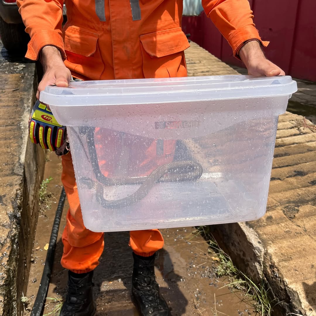 Bombeiros militares realizando resgate de cobra dentro de veículo em Barreiras, no oeste da Bahia