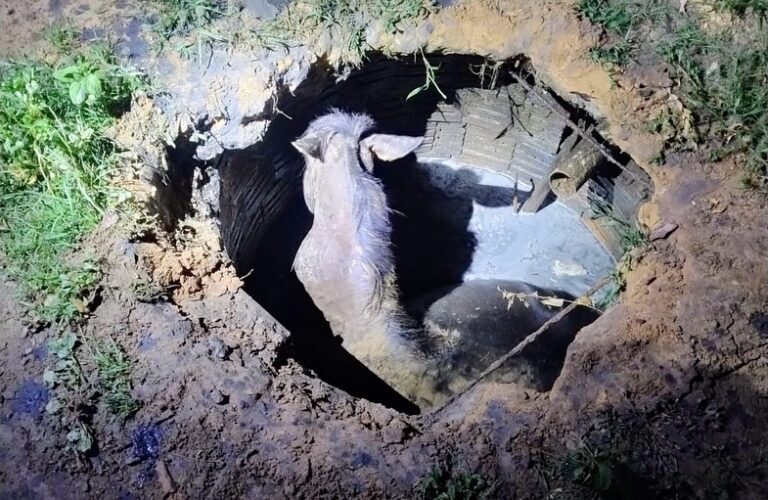 Bombeiros do 20º BBM realizam resgate de égua que caiu em uma fossa no bairro São Francisco, em Ibotirama