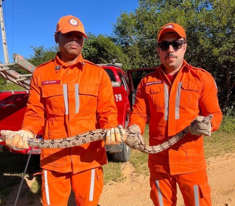 Bombeiros do 20º BBM realizam resgate de jiboia em árvore em área urbana de Bom Jesus da Lapa