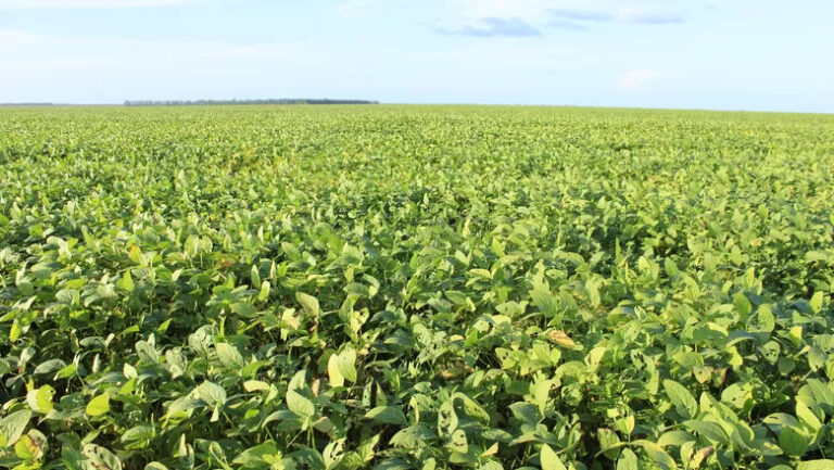 Lavouras de soja, milho, algodão e sorgo em desenvolvimento no Oeste da Bahia durante a safra 2025/2026.