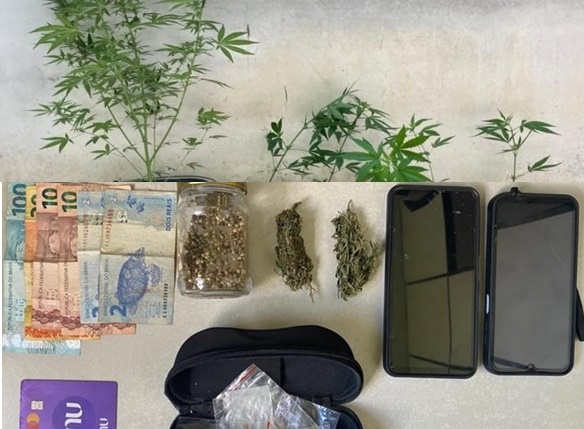 Plantação de maconha encontrada pela polícia militar em área de mata no bairro Loteamento São Paulo, em Barreiras.