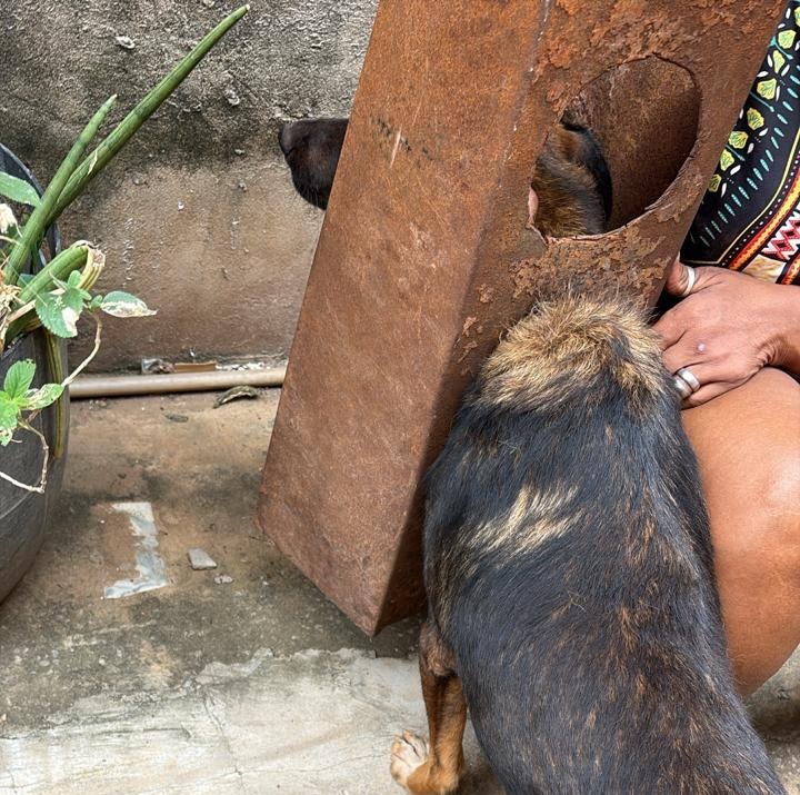 Bombeiros do 17º BBM resgatam cachorro preso em chapa de ferro de fogão a lenha em Barreiras, no oeste da Bahia