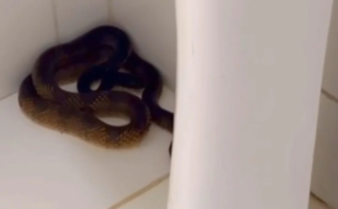 Bombeiros do 17º BBM realizando o resgate de uma cobra dentro do Hospital do Oeste, em Barreiras