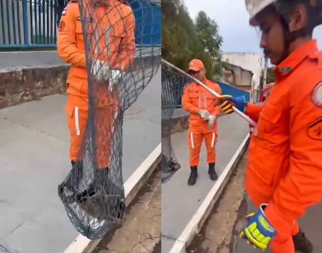 Bombeiros do 17° BBM realizando o resgate de um sagui ferido em rua de Barreiras, no oeste da Bahia.