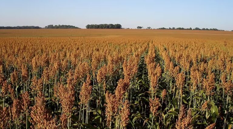 Lavoura de sorgo no Oeste da Bahia impulsionada pela Inpasa e pela usina de etanol em Luís Eduardo Magalhães