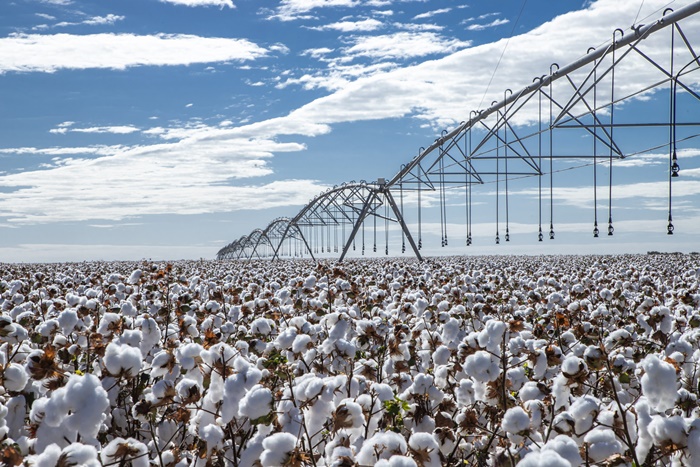 Lavoura de algodão irrigado no Oeste da Bahia com colheita mecanizada durante a safra 2025/2026.
