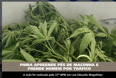 Material apreendido pela Polícia Militar com pés de maconha, balança de precisão e porções da droga em Luís Eduardo Magalhães