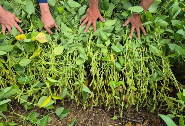 Plantação de soja em área rural de Correntina, no oeste da Bahia, após confirmação do primeiro foco de ferrugem asiática na safra 2025/2026.