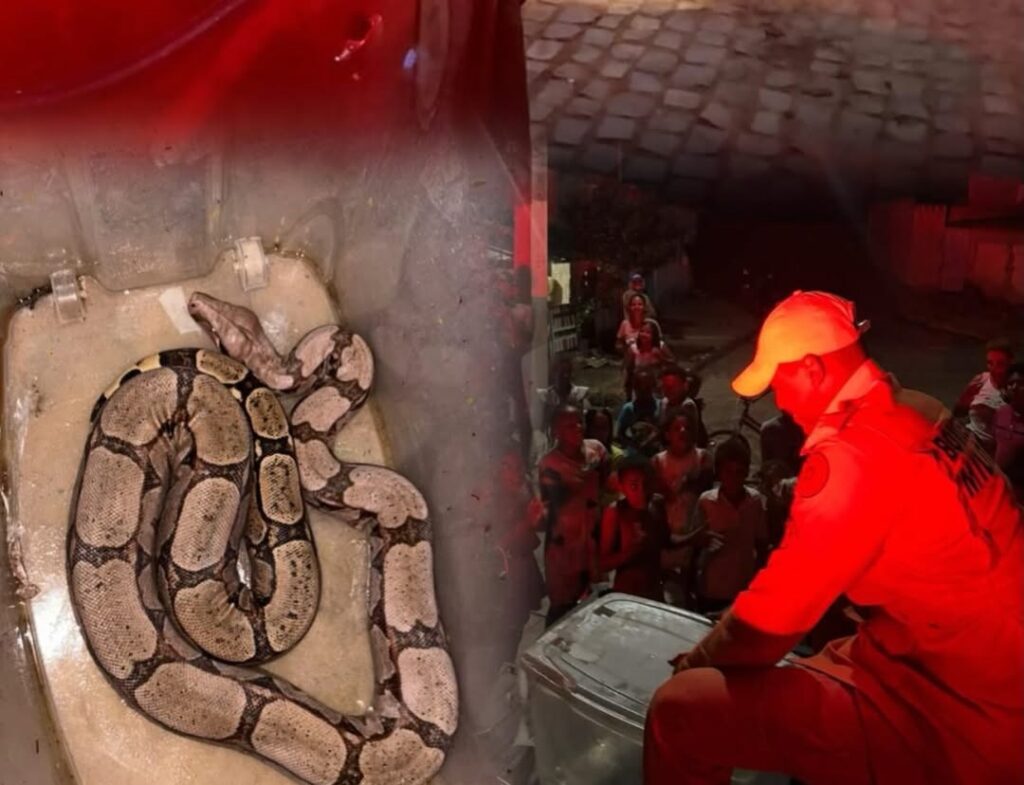 Jiboia sendo resgatada por equipe do 20º BBM no bairro Beira Rio, em Bom Jesus da Lapa, no oeste da Bahia.
