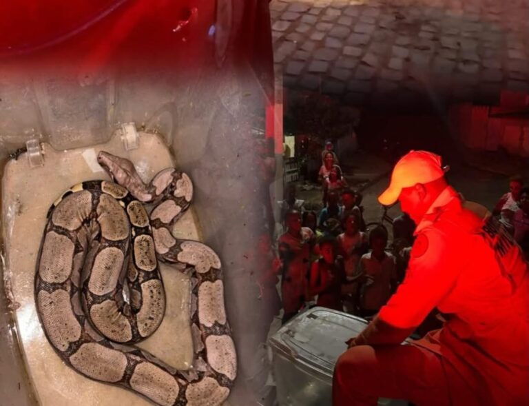 Jiboia sendo resgatada por equipe do 20º BBM no bairro Beira Rio, em Bom Jesus da Lapa, no oeste da Bahia.