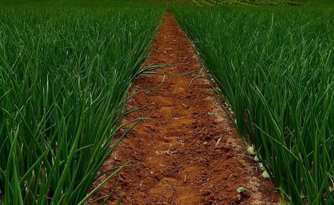Plantação de cebola em Cafarnaum, na região de Irecê, município referência na produção agrícola da Bahia.