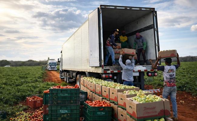 Plantação de tomate na Região de Irecê, na Bahia, com lavoura irrigada e trabalhadores durante a colheita.