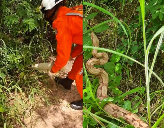 Bombeiros do 17º BBM realizam resgate de cobra em garagem de edifício no centro de Barreiras, no oeste da Bahia.
