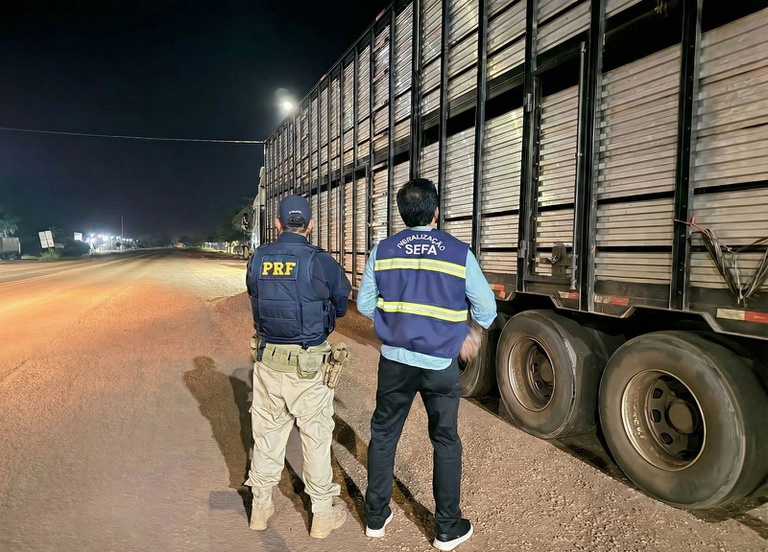 Caminhão transportando bovinos apreendidos pela PRF durante fiscalização na BR-010