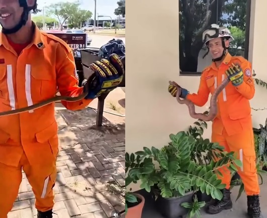 Bombeiros realizam captura de cobra em área urbana durante resgate de animal silvestre em Luís Eduardo Magalhães.