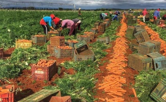 Produtores colhendo cenoura na região de Irecê após período de chuvas, com aumento da oferta no mercado