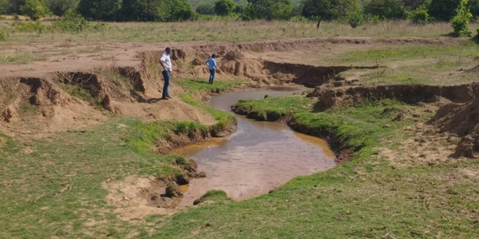 Área de nascente em processo de recuperação no Cerrado baiano com vegetação nativa em crescimento após ações de reflorestamento do Projeto Nascentes do Oeste.