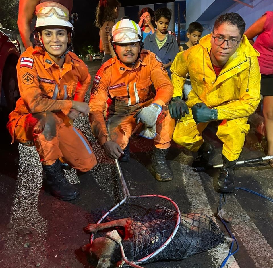 Bombeiros do 17º BBM durante resgate de cachorro ferido preso em boca de lobo no bairro São Pedro, em Barreiras.