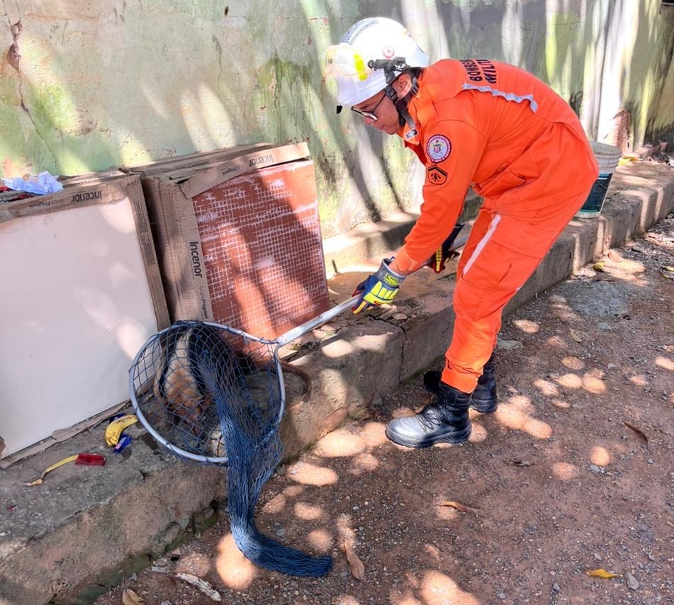 Tamanduá-mirim sendo resgatado por bombeiros dentro de residência em Barreiras
