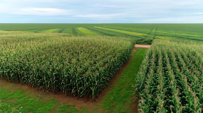 Lavoura de milho em desenvolvimento no Oeste da Bahia durante a safra 2025/26