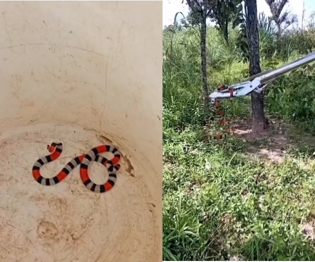 Bombeiro realizando a captura de uma serpente encontrada dentro de uma piscina em residência no bairro Parque São José, em Luís Eduardo Magalhães.