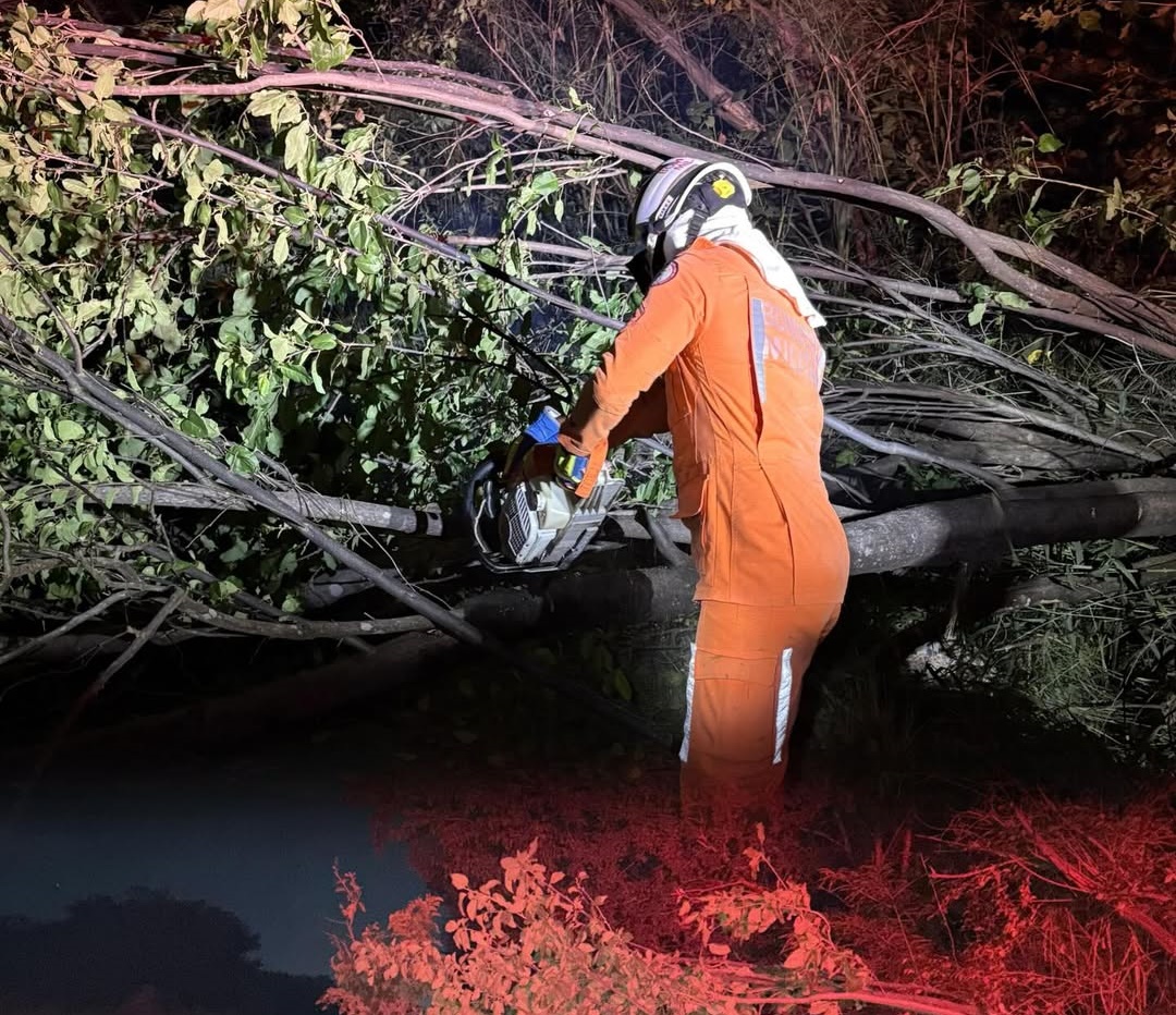 Árvore caída bloqueando parcialmente a BR-349 enquanto bombeiros realizam a remoção