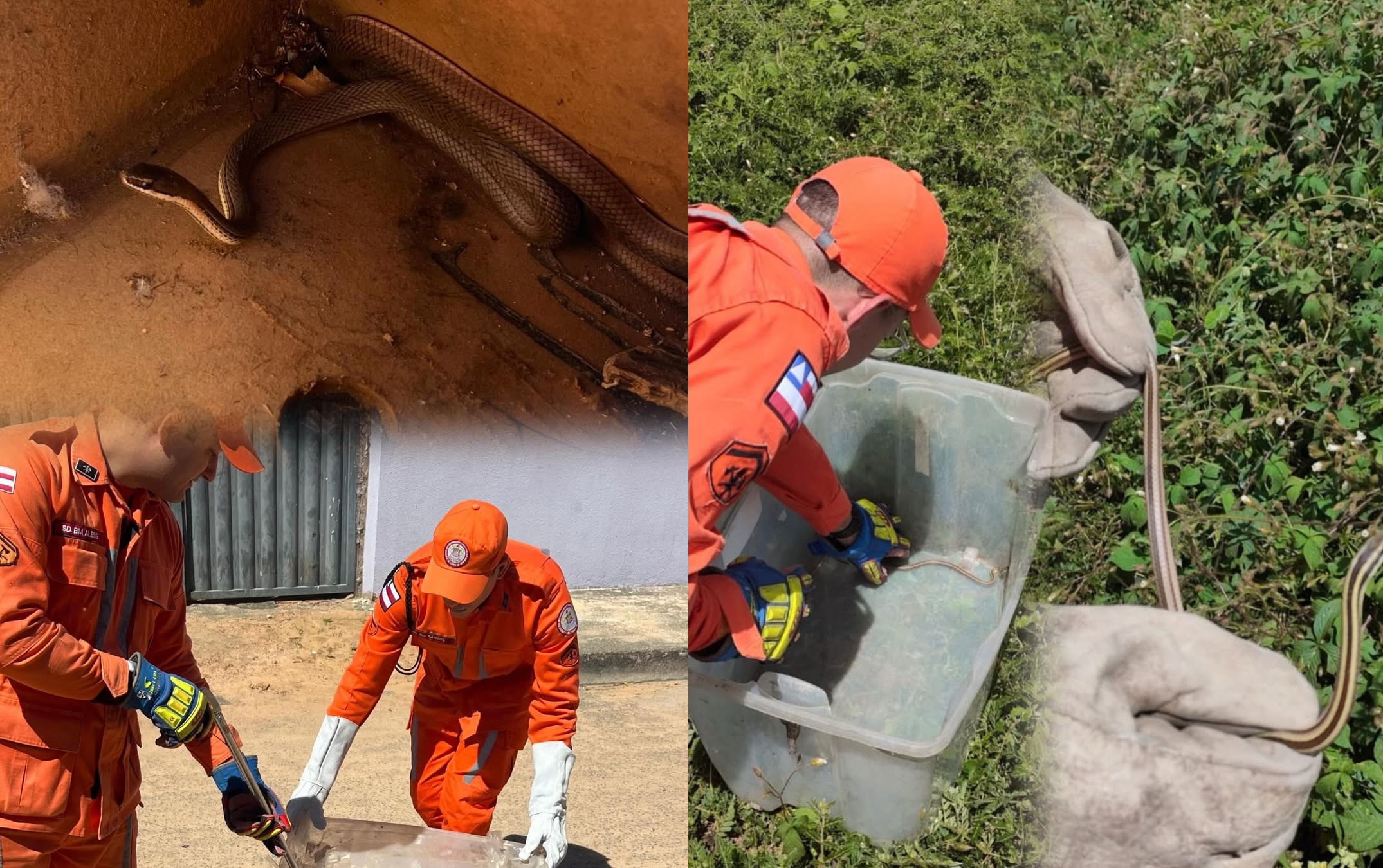 Bombeiros realizam captura de cobra em área urbana de Bom Jesus da Lapa