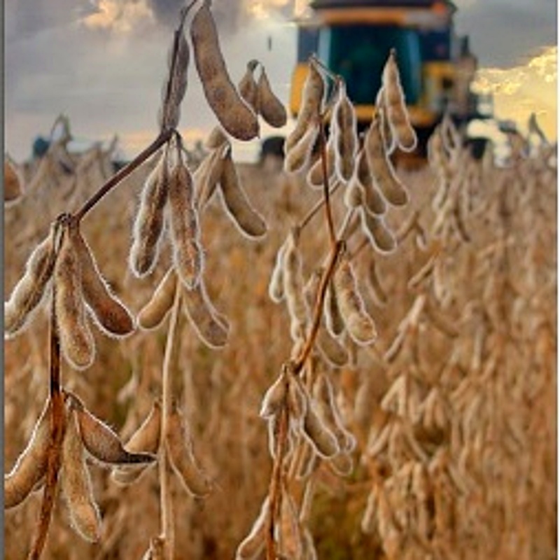 Máquina colhendo soja em lavoura no Cerrado baiano durante a safra 2025/26 sob condições de solo úmido