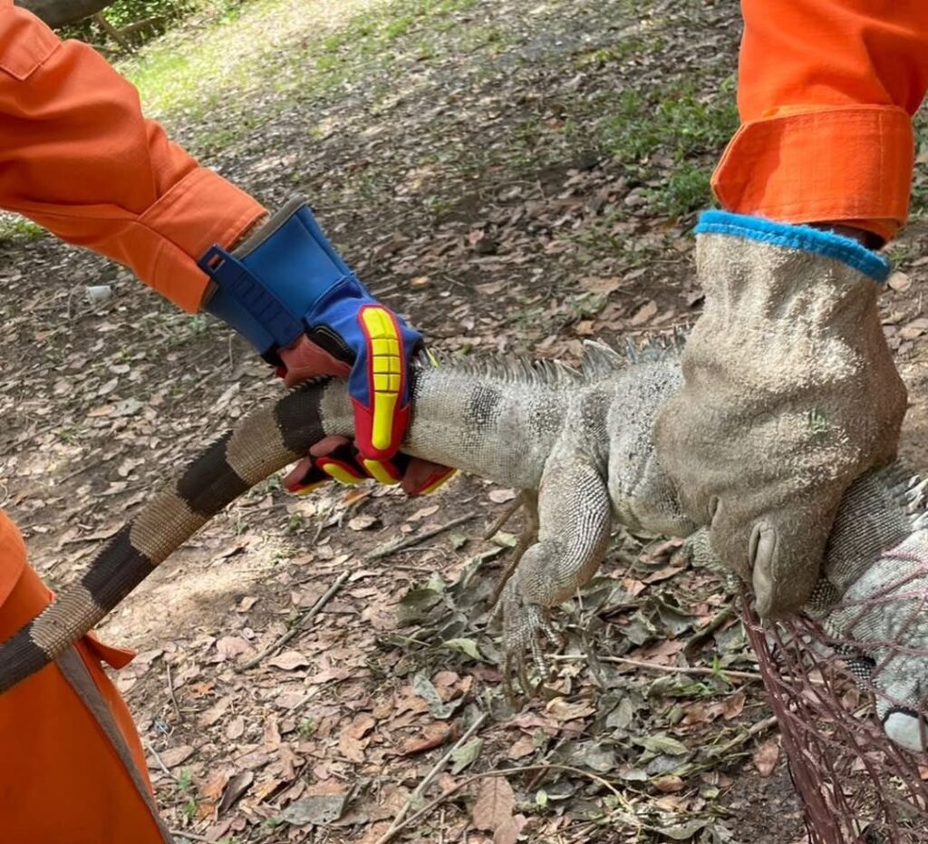Iguana de grande porte sendo resgatada por bombeiros em calçada no bairro Sandra Regina, em Barreiras
