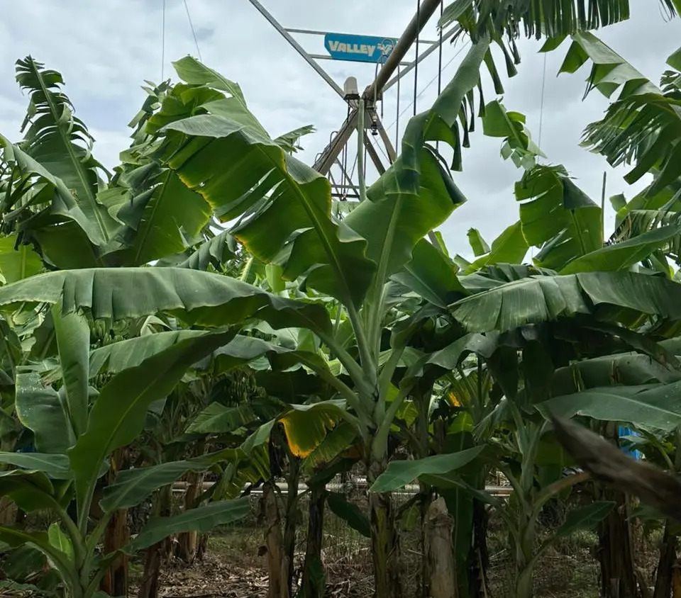 Plantação de banana irrigada por pivô central no Oeste da Bahia com alta produtividade