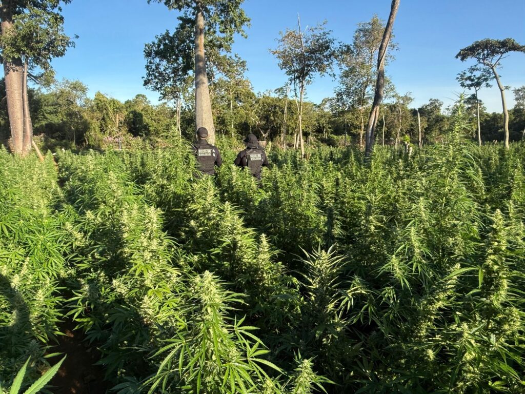 Plantação ilegal com milhares de pés de maconha localizada por forças policiais em área rural de Muquém do São Francisco, no oeste da Bahia