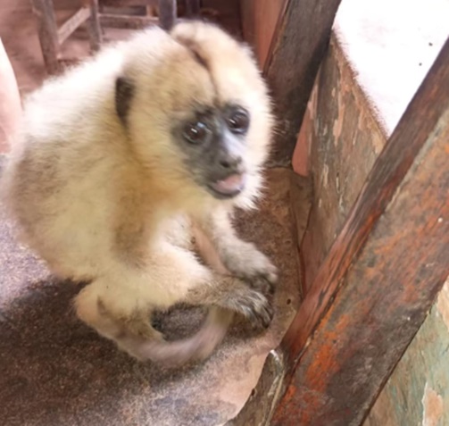 Policiais ambientais resgatam filhote de macaco-bugio encontrado próximo à BR-135 em São Desidério, no Oeste da Bahia.