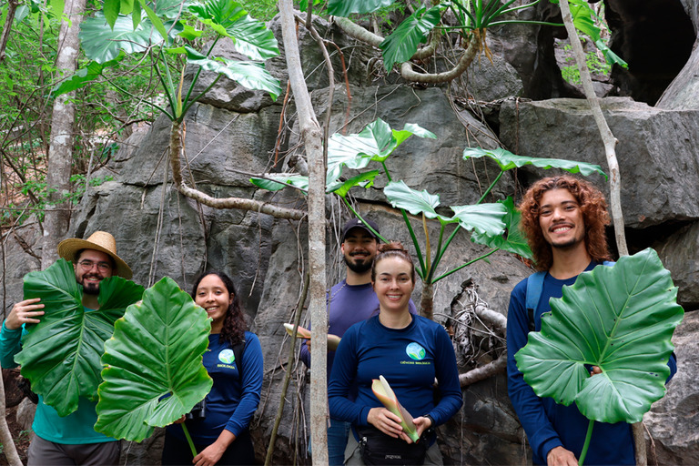 Nova espécie de planta Thaumatophyllum calcicola encontrada em área de calcário no Parque Municipal da Lagoa Azul em São Desidério