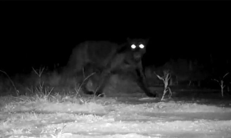 Onça-pintada melânica, conhecida como pantera negra, registrada por câmera de monitoramento em área de vegetação nativa no oeste da Bahia.