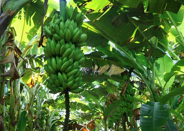 Cachos de banana nanica expostos para comercialização em propriedade rural de Bom Jesus da Lapa, no oeste da Bahia, durante período de redução da oferta da fruta.