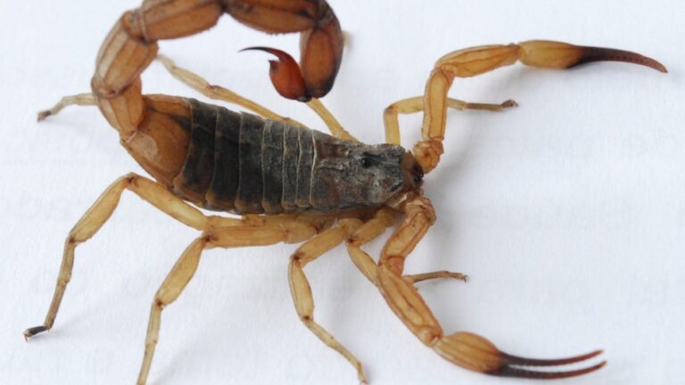 Escorpião em ambiente urbano, cenário associado ao aumento dos acidentes registrados no sul da Bahia e em outras regiões do Brasil.