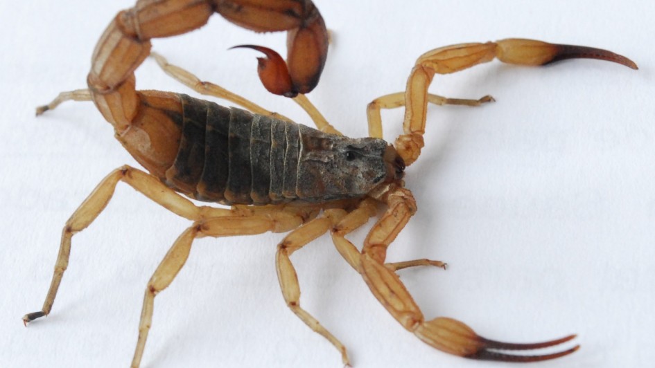 Escorpião em ambiente urbano, cenário associado ao aumento dos acidentes registrados no sul da Bahia e em outras regiões do Brasil.
