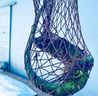 Bombeiros do 17º BBM realizam o resgate de uma iguana encontrada dentro de um fogão em residência no bairro Serra do Mimo, em Barreiras.