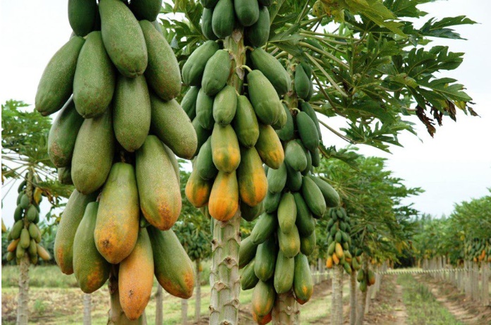Mamões formosa colhidos em propriedade rural do Oeste da Bahia após valorização expressiva da fruta no mercado.