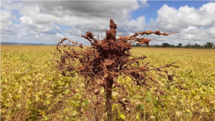 Produtor realiza manejo agrícola em lavoura do Oeste da Bahia para controle de nematoides.